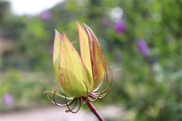 怎么送玫瑰花(怎么送玫瑰花更浪漫)