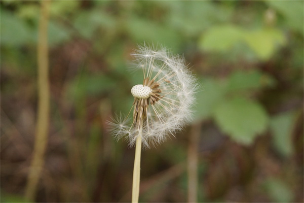 父親節要送的花(父親節要送的花有什么)