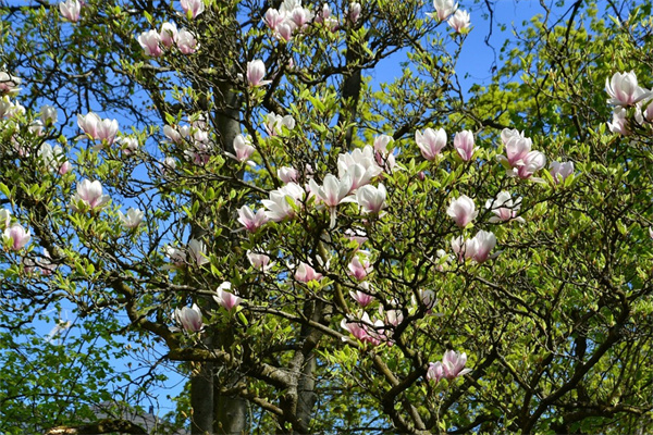 適合養(yǎng)在室內(nèi)的耐陰植物(室內(nèi)耐陰耐寒最好養(yǎng)的植物)