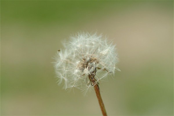 花朵鉤花手工(鉤花朵視頻教程)