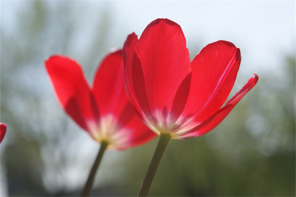 芍藥花什么香味(芍藥花什么香味好聞)