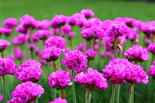 水色風(fēng)信子什么意思(風(fēng)信子花的寓意和象征)