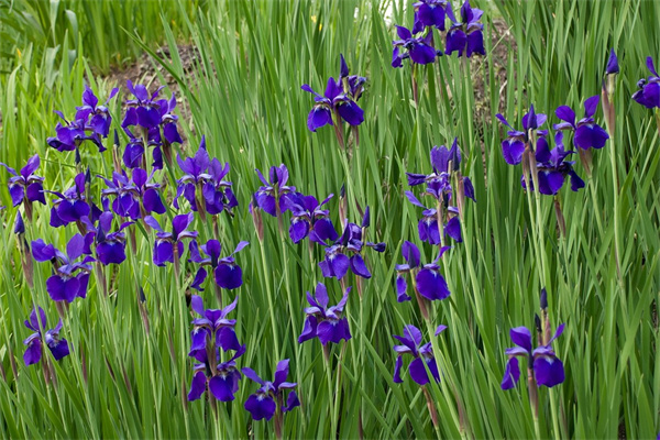 湖州花卉批發(fā)市場(湖州最大的花市在哪里)