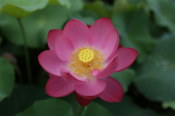 牽牛花是什么時候開花的(大牽牛花種子)